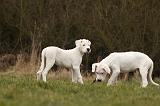 DOGUE ARGENTIN 116